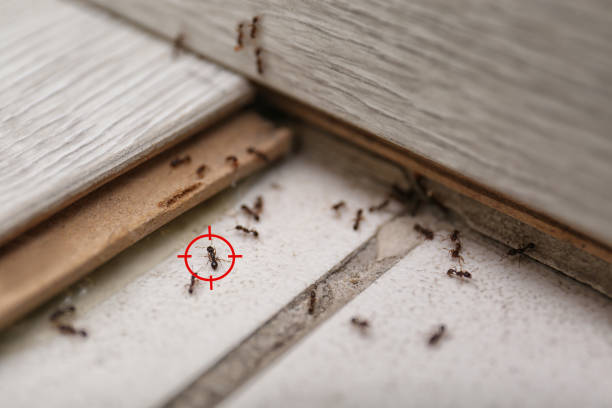 Best Insect Control  in Monterey Park, CA