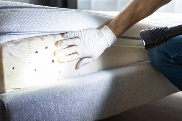 Best Wasp Removal Services  in Monterey Park, CA