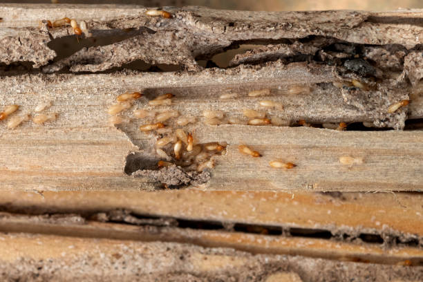 Best Best Pest Control Companies  in Monterey Park, CA